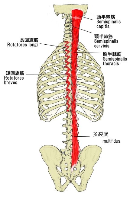 First Step 脊柱起立筋は3層構造 多裂筋は中間層 First Step 脊柱起立筋は3層構造 多裂筋は中間層