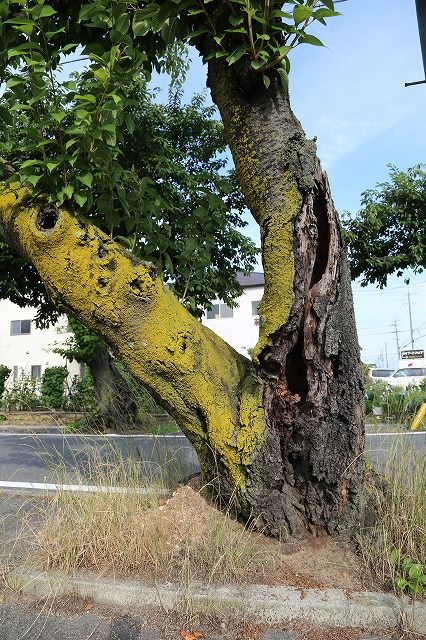 八幡社桜並木の桜が悲惨な状況です。の画像