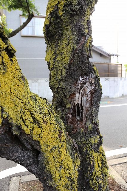 八幡社桜並木の桜が悲惨な状況です。の画像