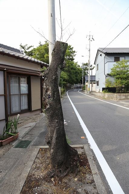 八幡社桜並木の桜が悲惨な状況です。の画像
