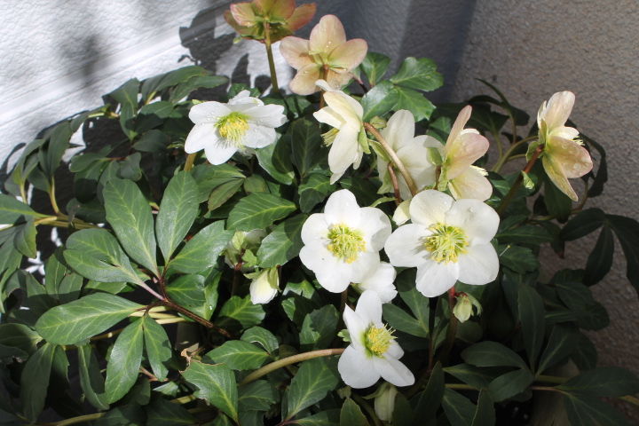 レンテンローズ マチルド イン ザ ギャレット ブログ