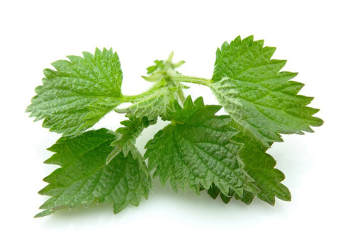 nettle-the-miraculous-cure1