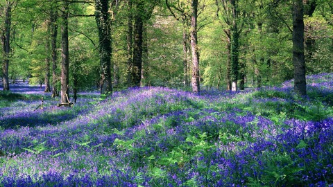 blue-flower-in-spring-forest-wallpaper1366x76864512