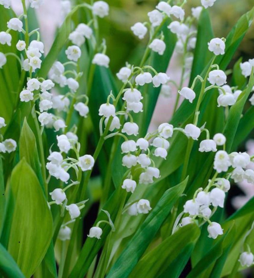 Le 1er Mai ５月１日 フランスとフランス語あれこれ 英語もちょっぴり