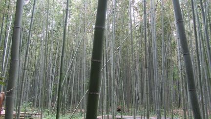 イメージ 11
