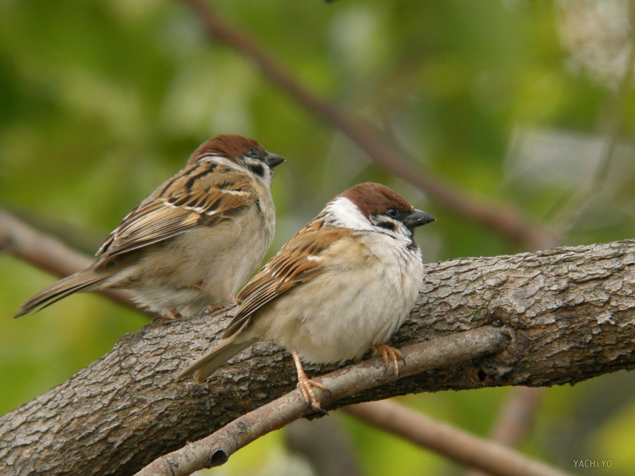画像あり スズメのかわいさは異常 まとめさんぽ道