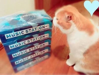 菅井友香の飼い猫 トムとかいう世界一の勝ち猫wwww 櫻坂46まとめもり 菅井友香の飼い猫 トムとかいう世界一の勝ち猫wwww 櫻坂46まとめもり