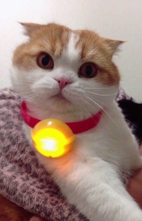 欅坂46 菅井友香の愛猫tomの新たな写真にヲタ歓喜wwww ブログ画像あり 櫻坂46まとめもり 欅坂46 菅井友香の愛猫tomの新たな写真にヲタ歓喜wwww ブログ画像あり 櫻坂46まとめもり