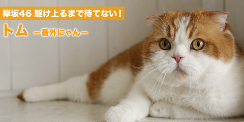 欅坂46 菅井友香の愛猫トムの写真集が発売wwww ハッスルプレス 櫻坂46まとめもり 欅坂46 菅井友香の愛猫トムの写真集が発売wwww ハッスルプレス 櫻坂46まとめもり