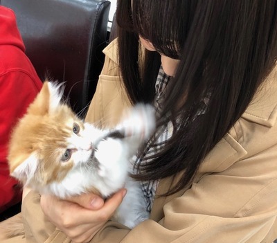菅井友香 愛猫トムに 猫鍋 を与えた結果www 櫻坂46まとめもり 菅井友香 愛猫トムに 猫鍋 を与えた結果www 櫻坂46まとめもり
