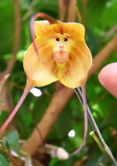 人面花ならぬ猿面花 ドラクラ ギガス京都府立植物園で開花 ゲーム情報最速オンライン