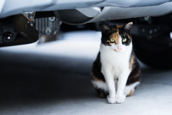 猫車