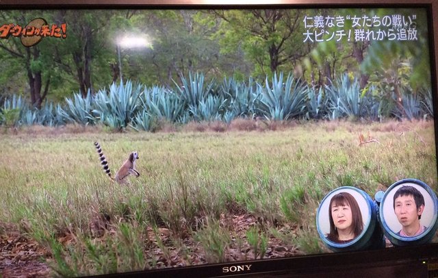 悲報 Nhkの ダーウィンが来た が改悪 ワイプで芸能人の顔が映るようになる
