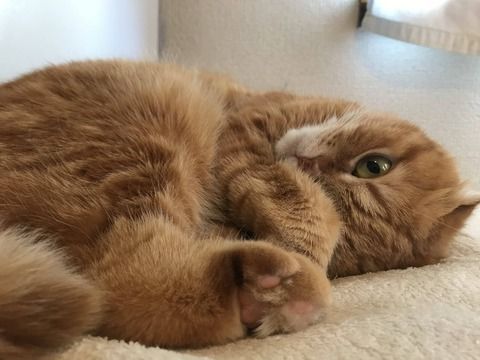 平成最後の日に、うちの猫が見ていかないか？