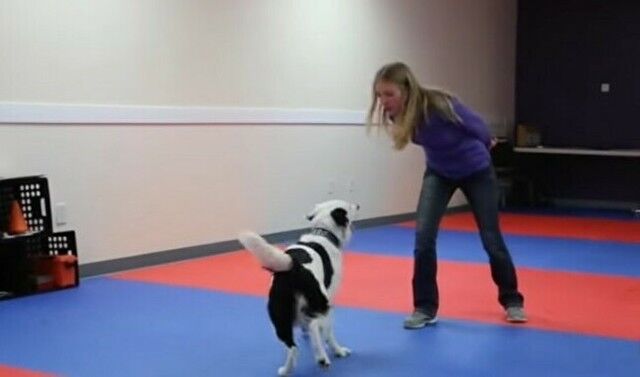 【動画】 超絶・犬ダンサー!!。イヌはここまで統制の取れたダンスを踊る!!