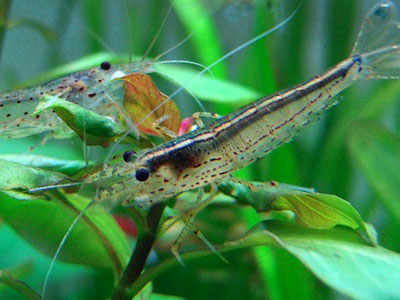 【アクアリウム】フチなし水槽にヤマトはダメだな…