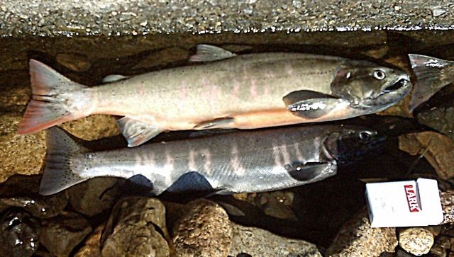 【釣り/琵琶湖】ビワマス確保へ釣り禁漁期延長　遊漁船では持ち帰り５匹までに　体長30センチ以下の小物はその場で湖に返す事