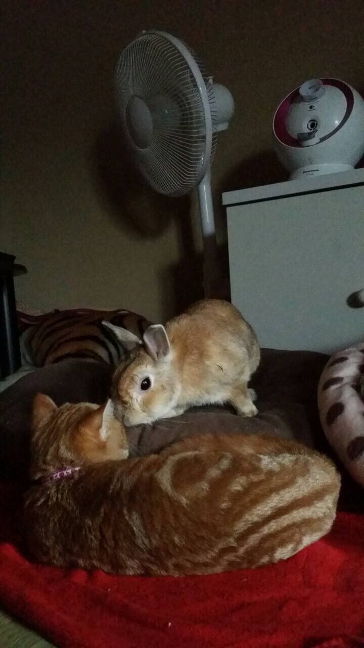 マンチカン飼って三ヶ月経ったけど質問ある 画像有り ねこまとめ