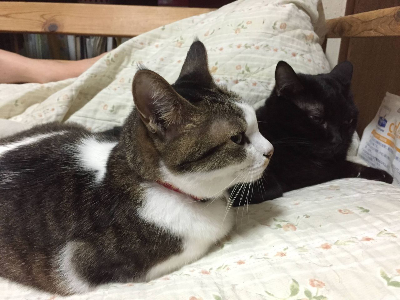 ねこまとめ ねこまとめ