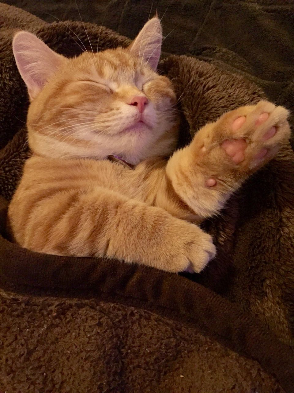 マンチカン飼って三ヶ月経ったけど質問ある 画像有り ねこまとめ