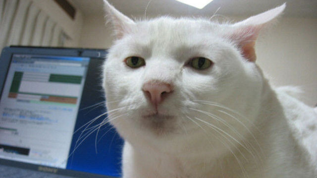 美しすぎる猫の残念すぎる寝顔をとくと見よ 日本一寝顔が酷い絶世の美猫セツちゃん 写真集発売 衝撃画像 ねこまとめ 美しすぎる猫の残念すぎる寝顔をとくと見よ 日本一寝顔が酷い絶世の美猫セツちゃん 写真集発売 衝撃画像 ねこまとめ