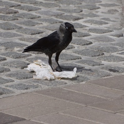 jackdaw-123743_960_720