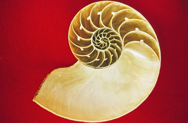 nautilus-68941_960_720