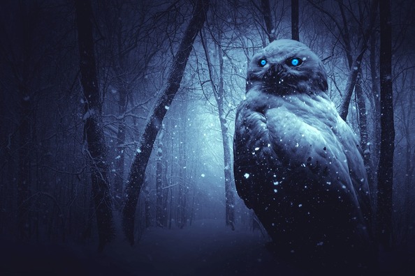 owl-2227574_960_720