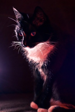 cat-3339654_960_720