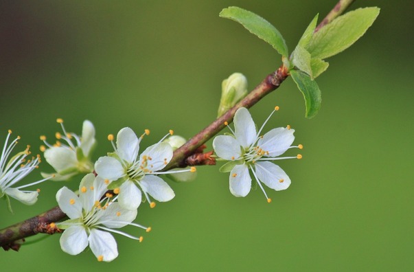 flowering-twig-319565_960_720