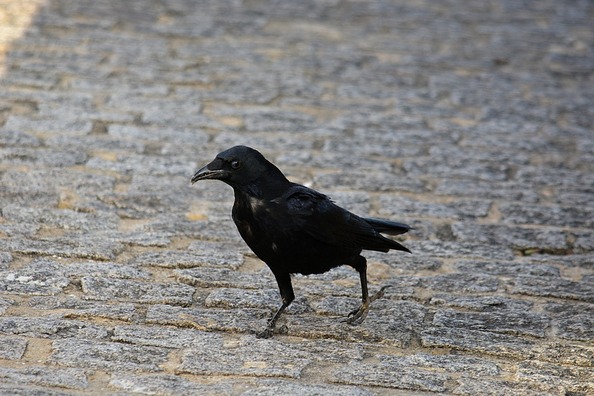 raven-807988_960_720