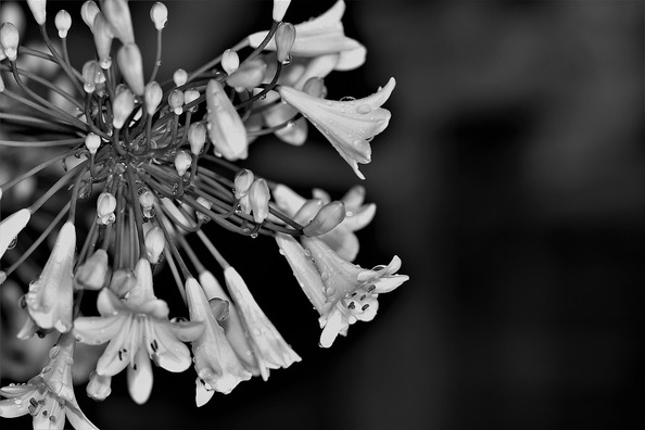 agapanthus-2515821_960_720