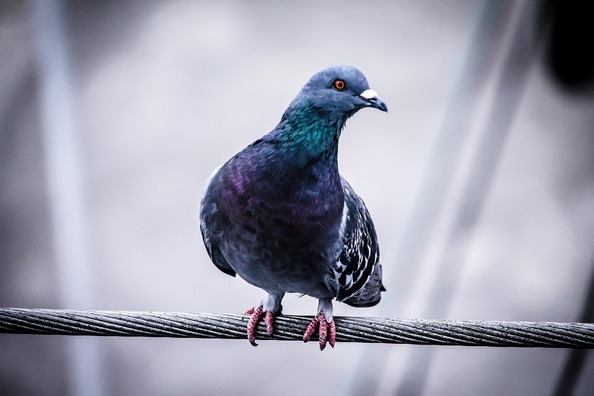pigeon-918848_1920
