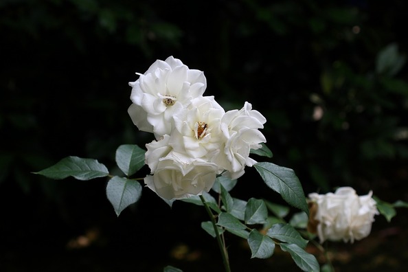 white-rose-3481797_960_720