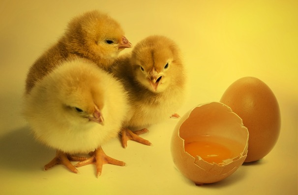 chicks-2965846_1920