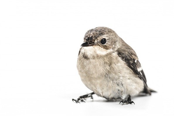 bird-691730_960_720
