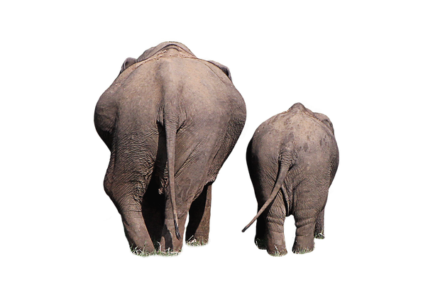 elephant-3442157_960_720