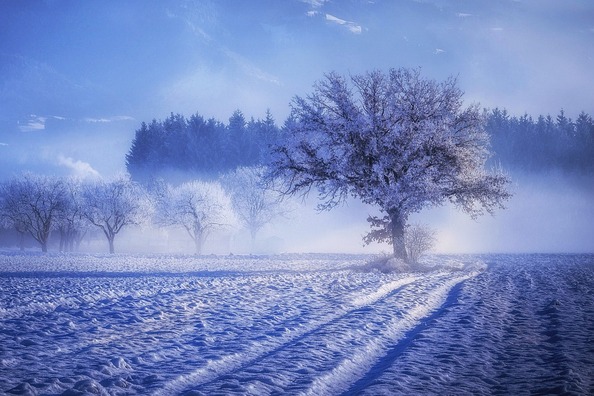 tree-3000379_960_720