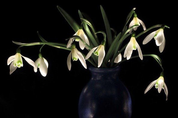 snowdrop-2174526_960_720