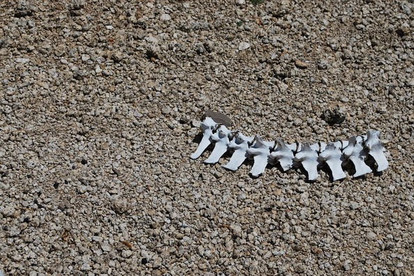 skeleton-1222052_960_720