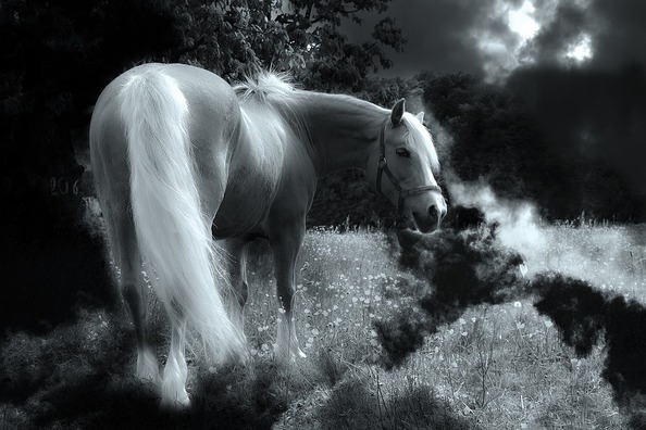 horse-449212_960_720