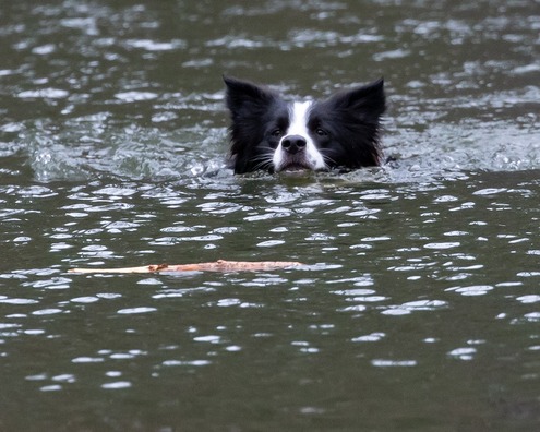 collie-in-water-4870578_960_720