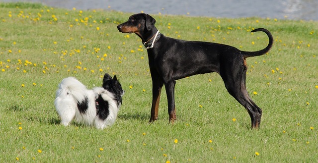 dog-dogs-pet-3616977_960_720