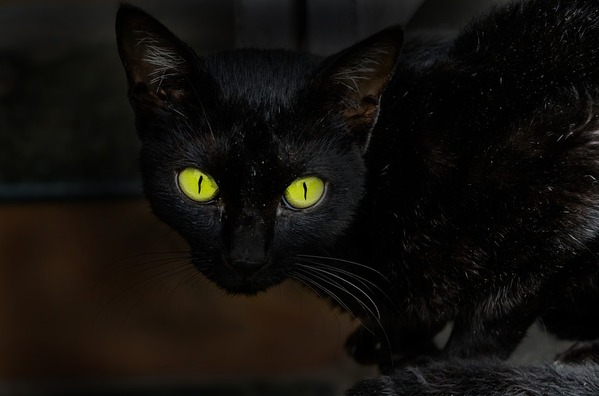 cat-2716206_960_720