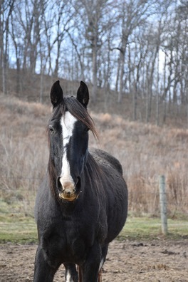 horse-4863629_960_720