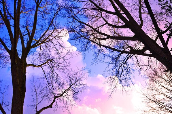 tree-3156567_960_720