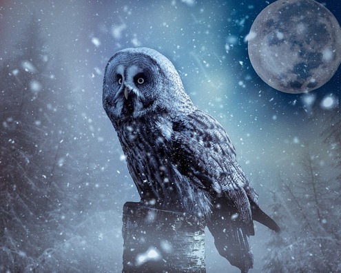 owl-4148446_960_720