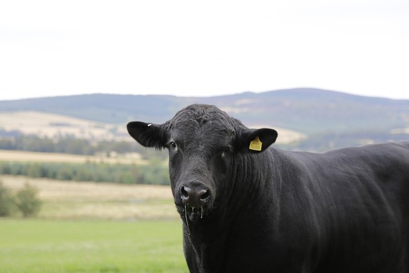 beef-486815_960_720