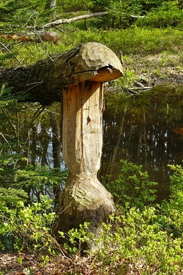 beaver-334521_960_720