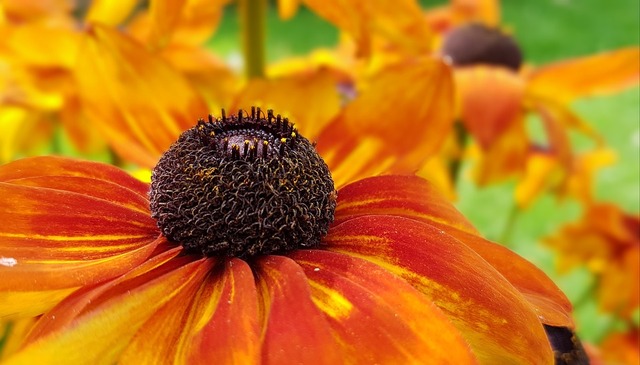 flower-2554186_960_720